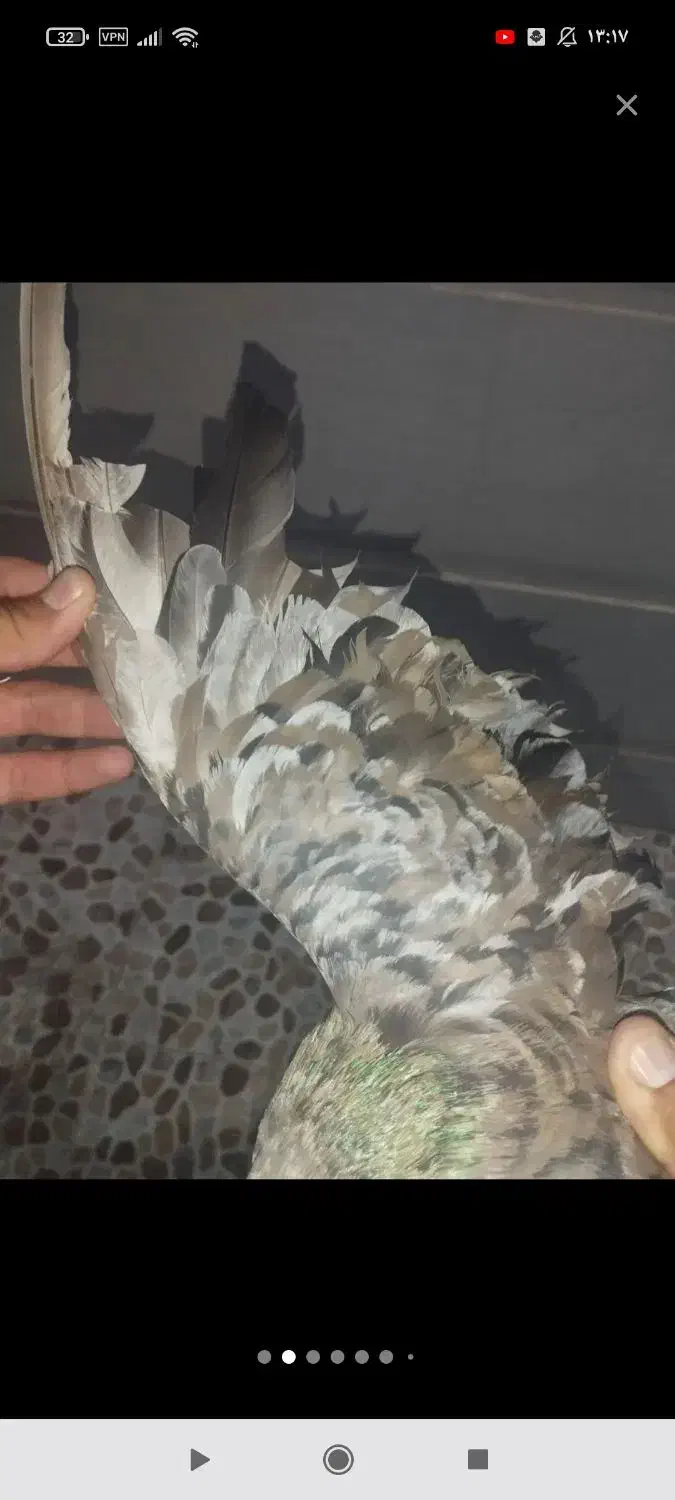 کبوتر سرور|پرنده|بهبهان, |دیوار