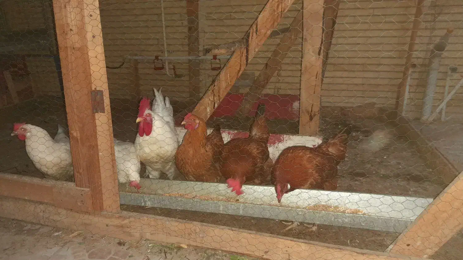 خروس سفید|حیوانات مزرعه|بندرعباس, |دیوار