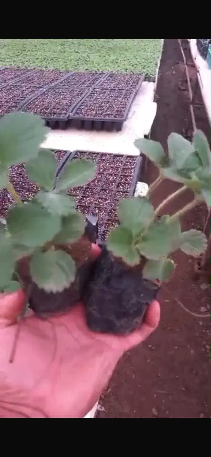 نشا صیفی جات|خدمات باغبانی و درختکاری|رامشیر, |دیوار