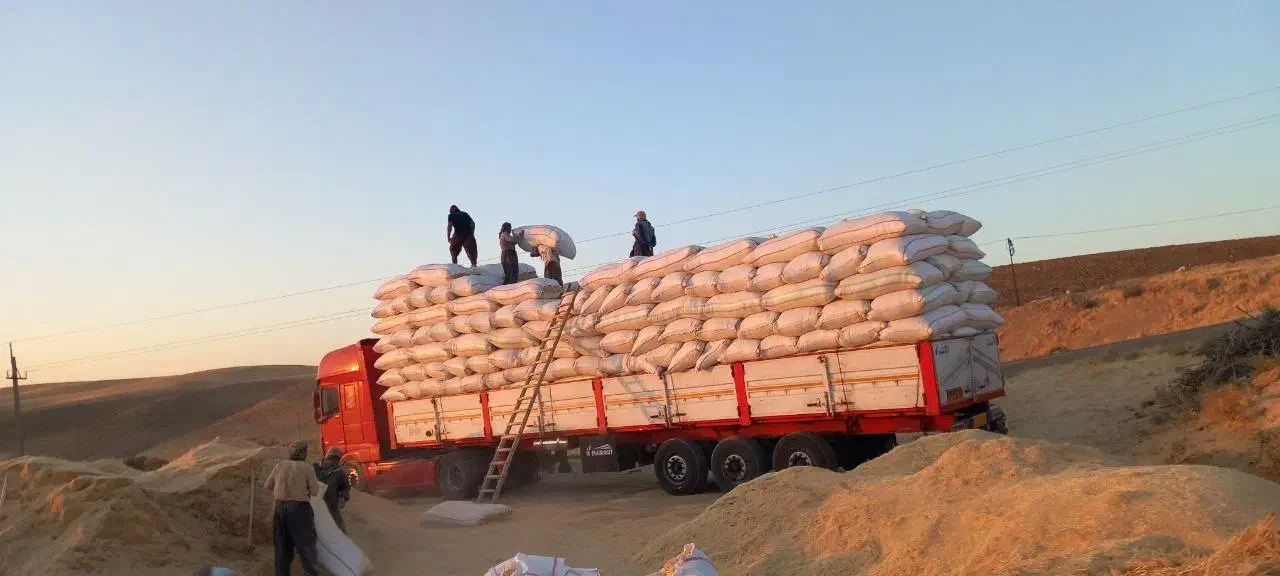 فروش بهترین گاه گندم در کردستان ایران|عمده‌فروشی|سنندج, |دیوار