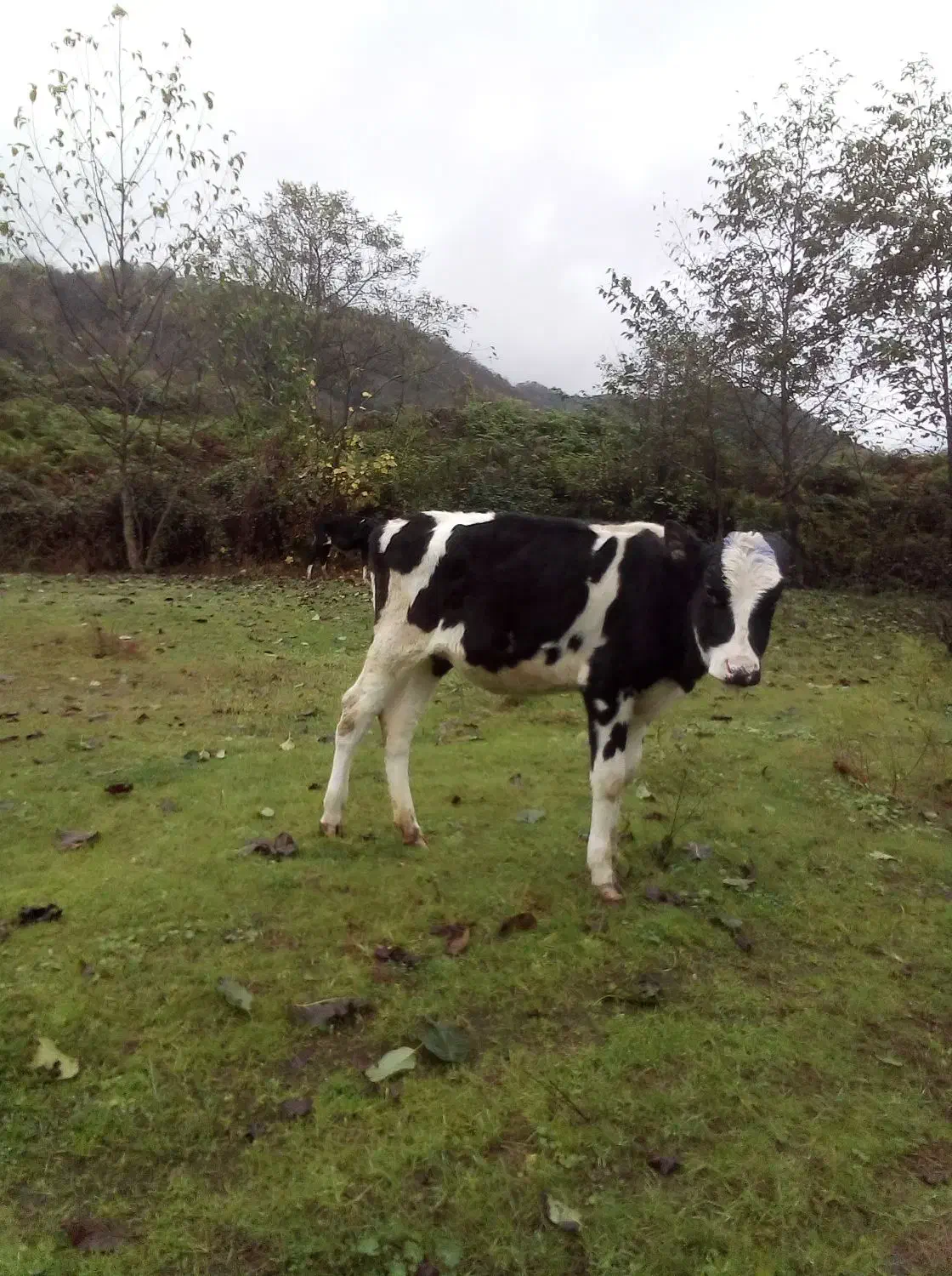 گاو.گوساله هلشتاین اصیل|حیوانات مزرعه|رانکوه, |دیوار