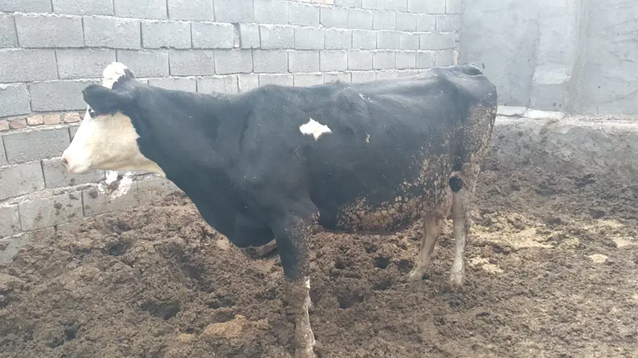 گاو پر تولیذ|حیوانات مزرعه|بیرجند, |دیوار