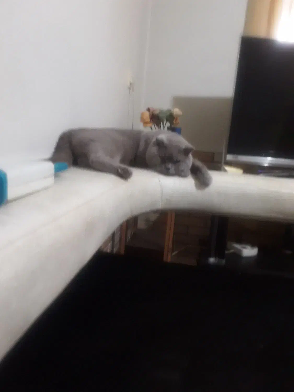 گربه نر اسکاتیش خوب برای جفت گیری با ماده های شما|گربه|قائم‌شهر, |دیوار