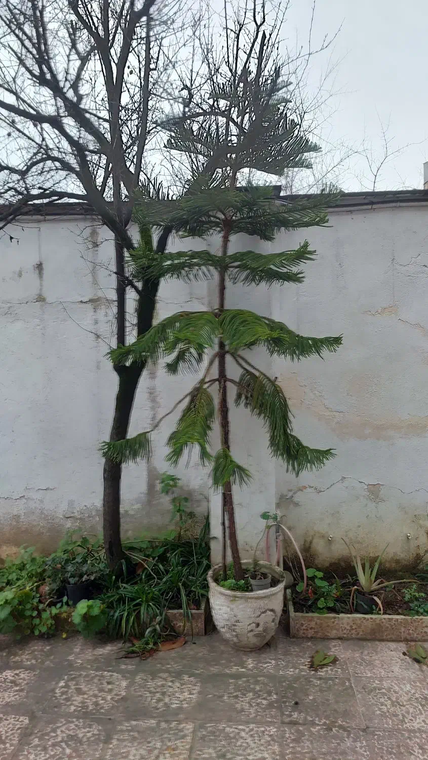 کاج مطبق|گل و گیاه طبیعی|رشت, چمارسرا|دیوار