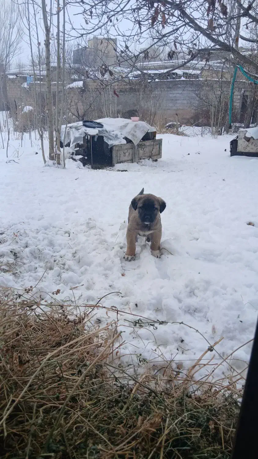 123456|سگ|ترکمانچای, |دیوار