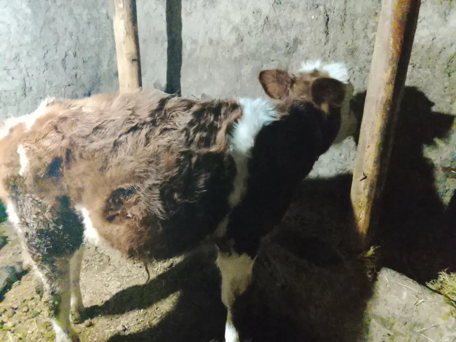 گاو سیمیتا نر|حیوانات مزرعه|ترکمانچای, |دیوار