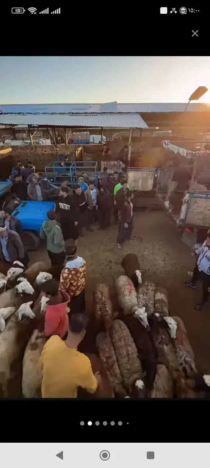 بازآر دآم گوسفند نروماده بدون ذره ای شکم|حیوانات مزرعه|مشهد, نوید|دیوار