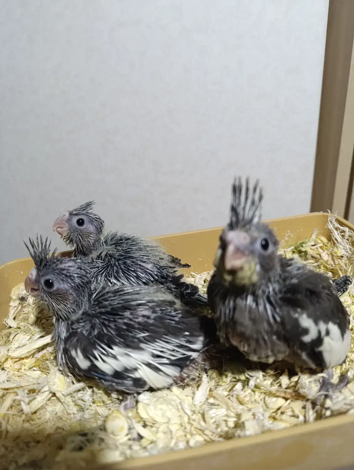 جوجه سرلاکی عروس هلندی|پرنده|جنت, |دیوار