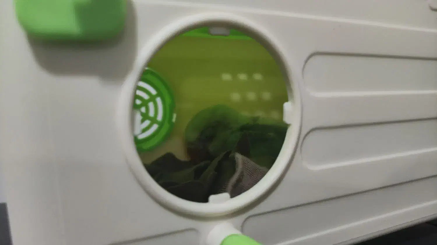 جوجه برزیلی سرلاکی برای معاوضه|پرنده|اهواز, کوروش|دیوار