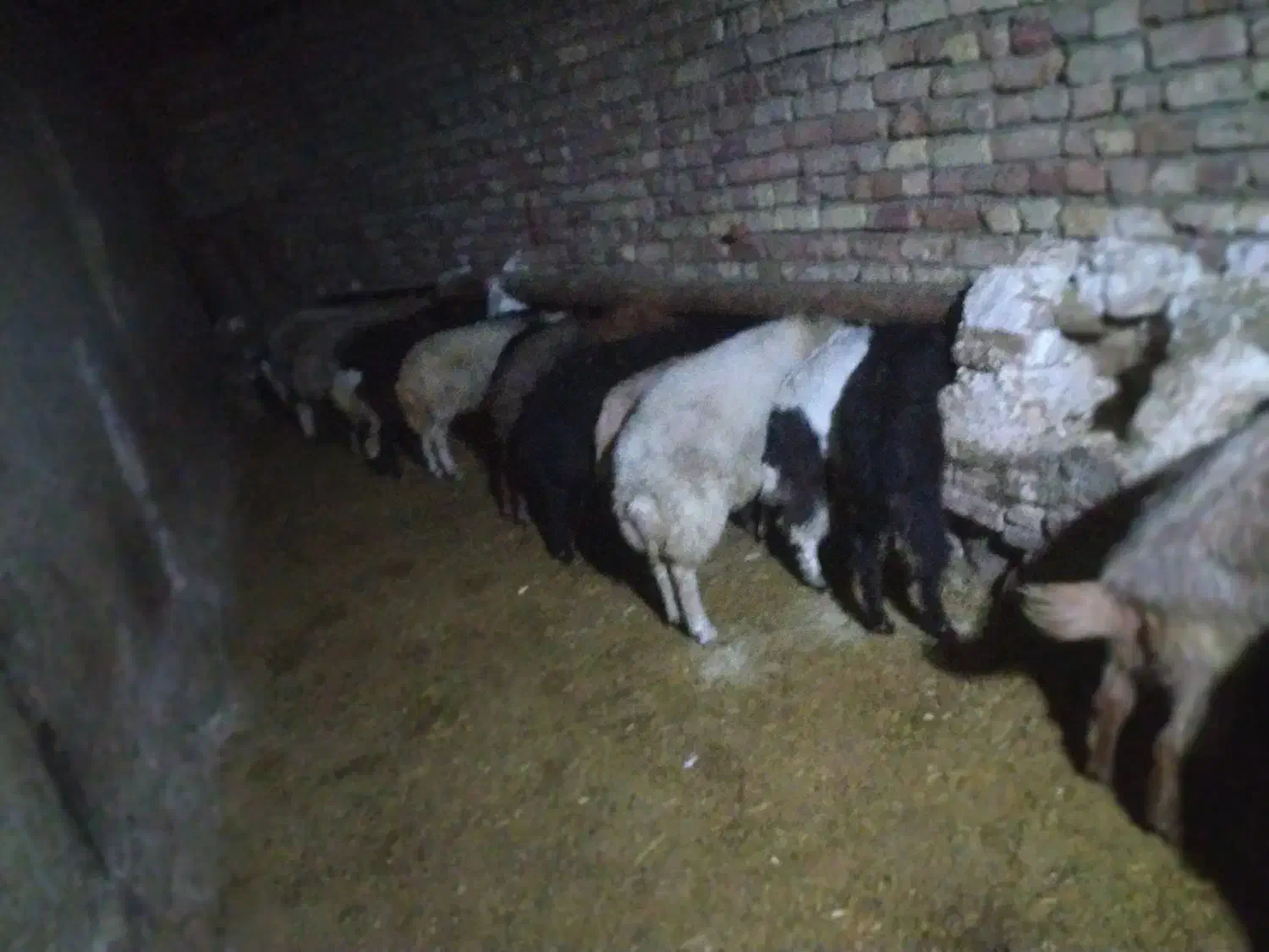 افشاری. پلنگی. مهربانی. بختیاری.|حیوانات مزرعه|کنگاور, |دیوار