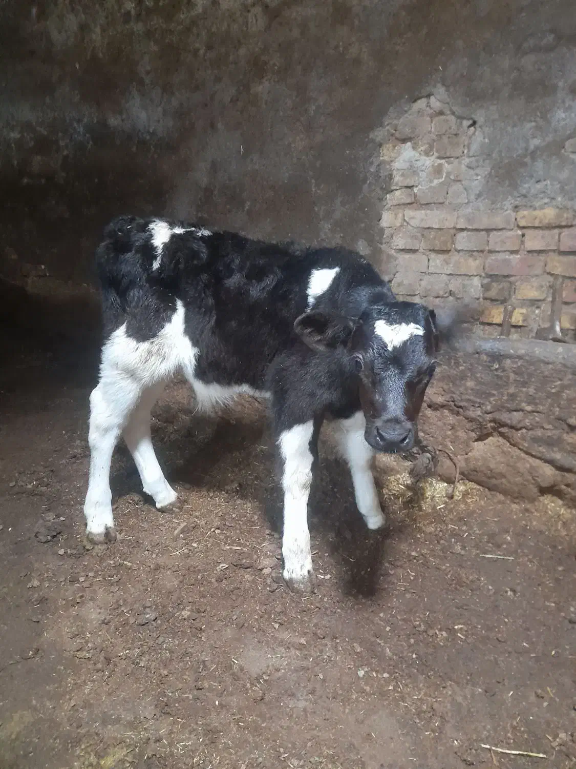 گوساله نر شیر خوار|حیوانات مزرعه|مهربان, |دیوار