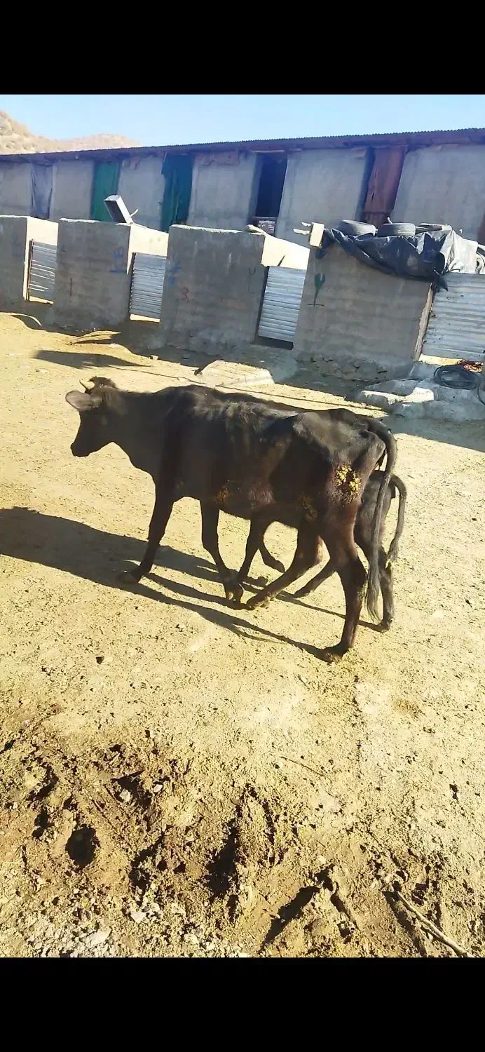 ماده گاو|حیوانات مزرعه|مریوان, |دیوار