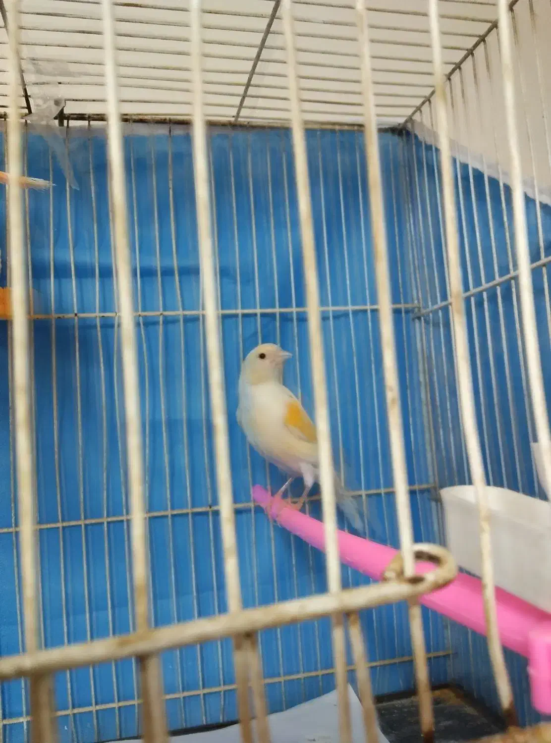 قناری ماده مست تخم خاکی گذاشته|پرنده|مشهد, کارمندان دوم|دیوار