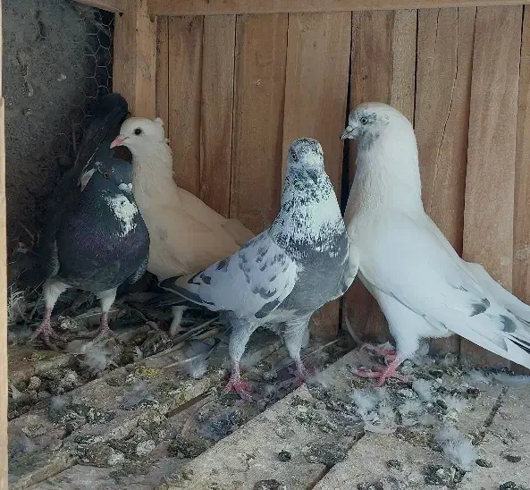 کفتر|پرنده|قم, شهرک سازمان آب|دیوار