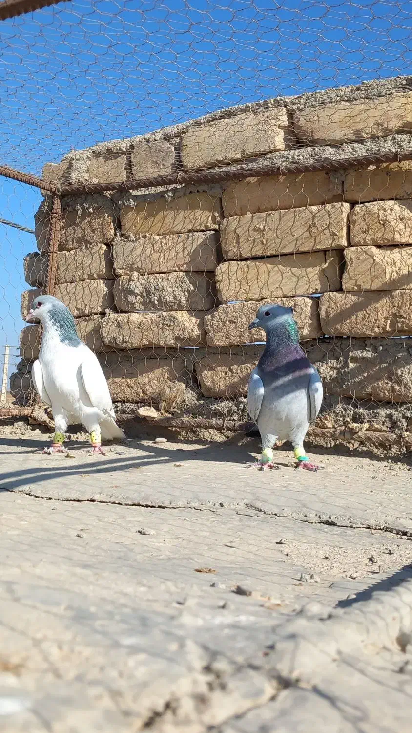 کبوتر مگسی شامی با شصتی کبود|پرنده|دشتابی, |دیوار