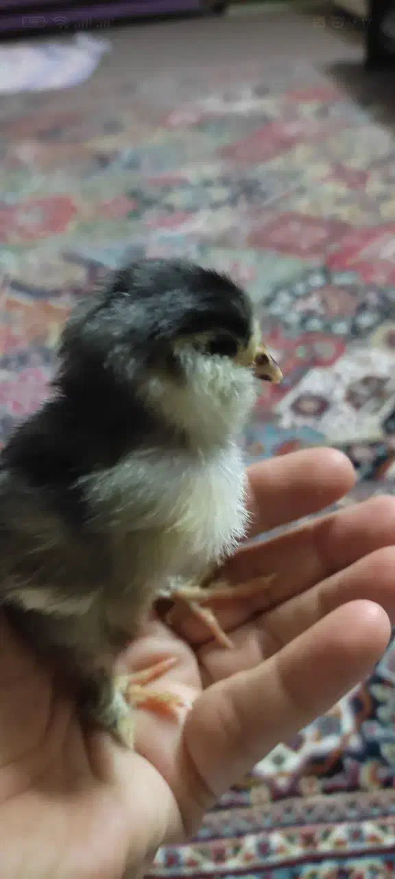 جوجه کوشین مشکی مرندی رسمی|حیوانات مزرعه|ساوه, |دیوار