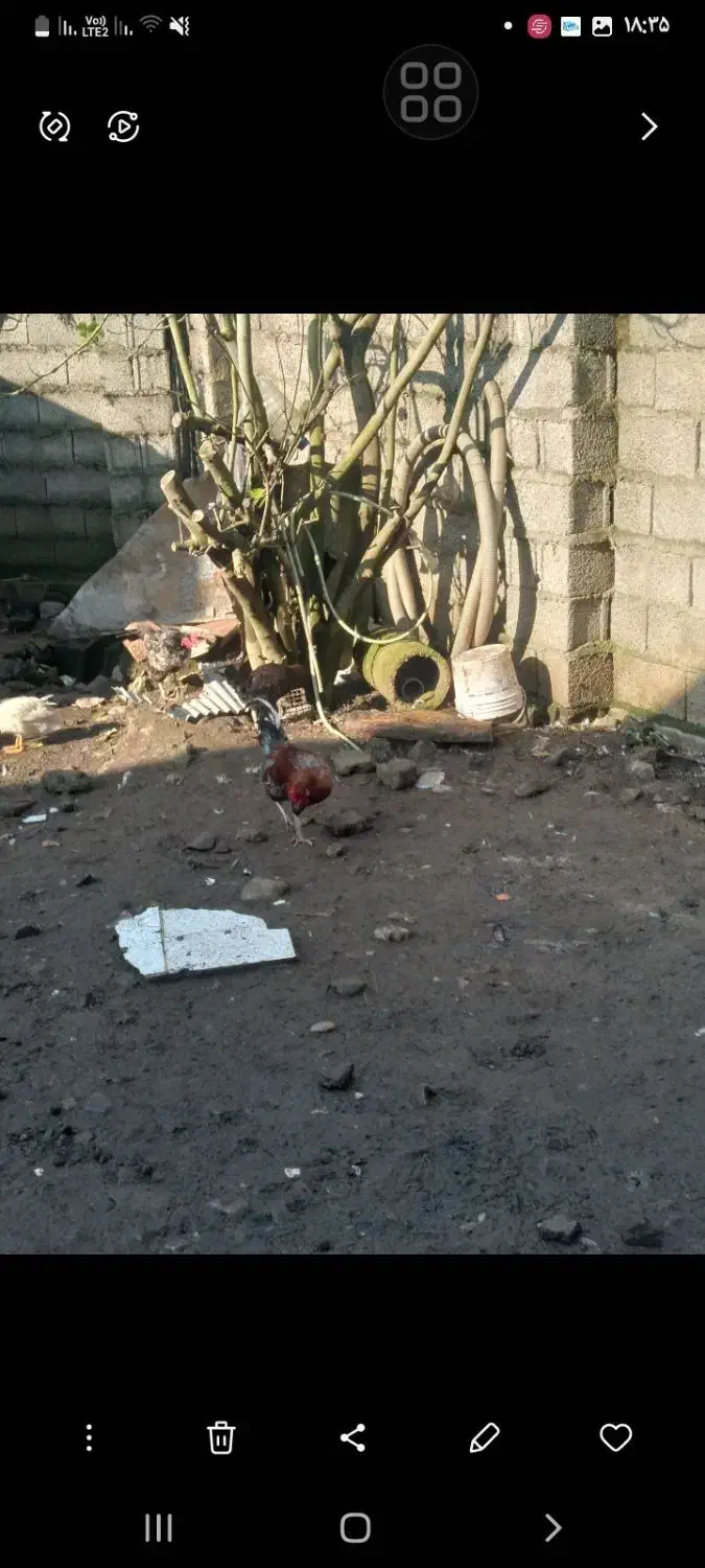 فروش خروس چهل تاج|حیوانات مزرعه|تولم شهر, |دیوار