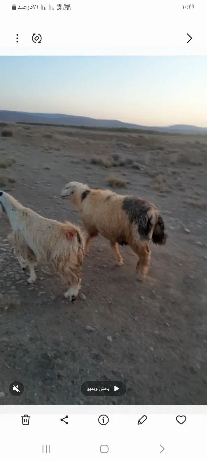 قوچ فروشی|حیوانات مزرعه|بهمن صغاد, |دیوار