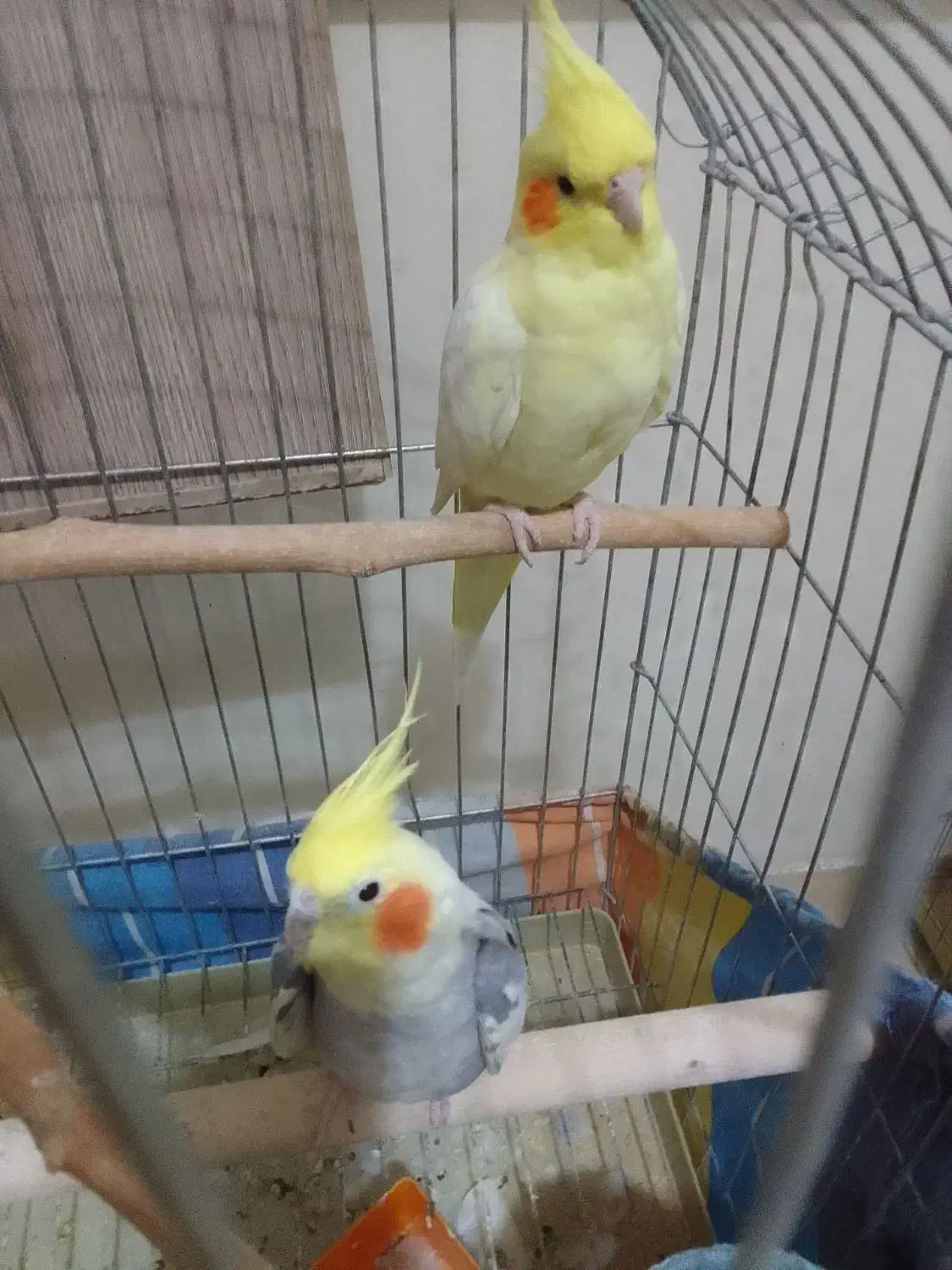 عروس هلندی|پرنده|تهران, هاشمی|دیوار