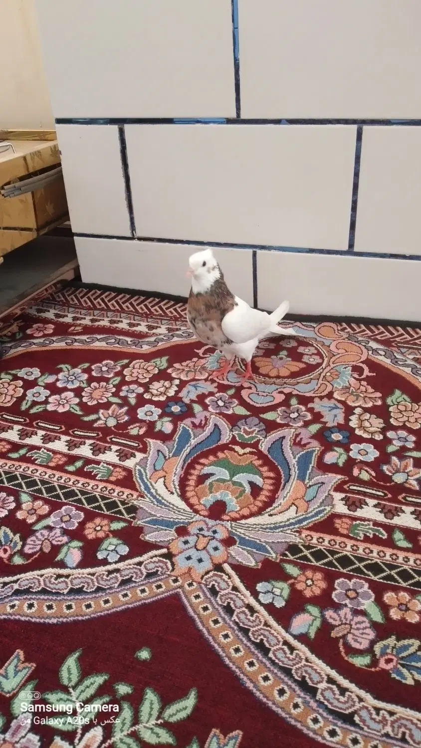 کبوتر|پرنده|اهواز, اهواز|دیوار