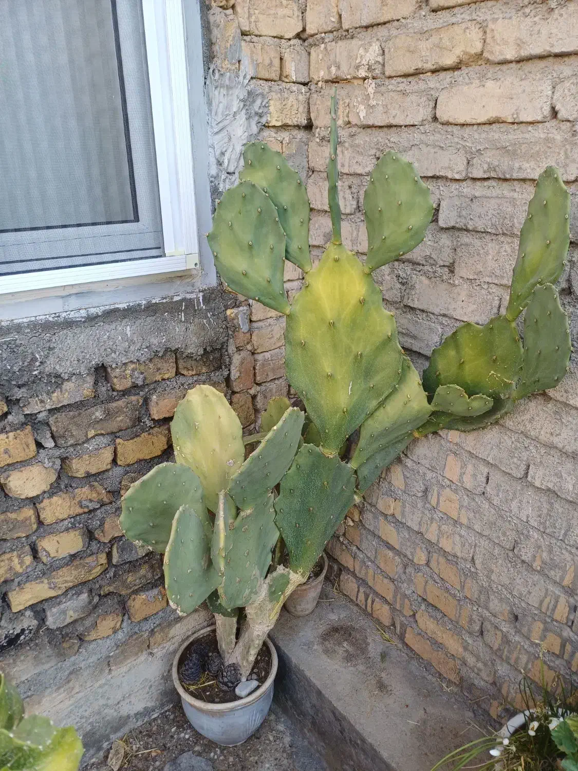 گل فروشی|گل و گیاه طبیعی|خزل, |دیوار