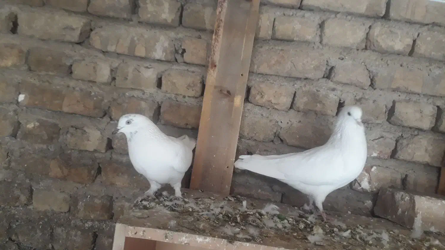 به شرط پرش   به علت زیادی ماده|پرنده|کرج, کوی کارمندان جنوبی|دیوار