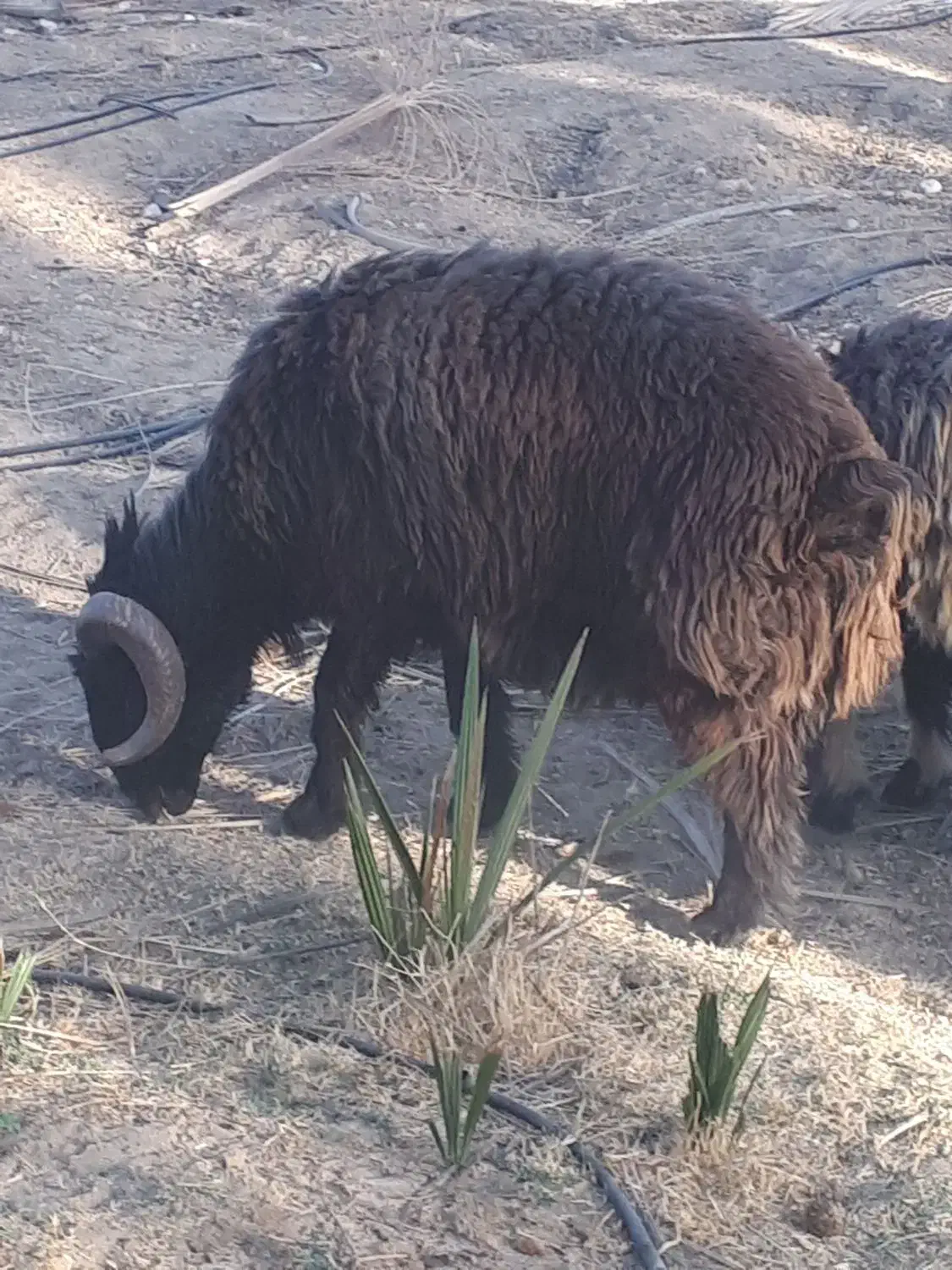 قوچ|حیوانات مزرعه|جویم, |دیوار