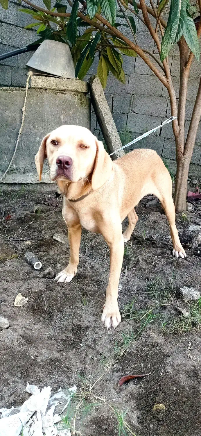 سگ شکاری|سگ|رشت, حمیدیان|دیوار