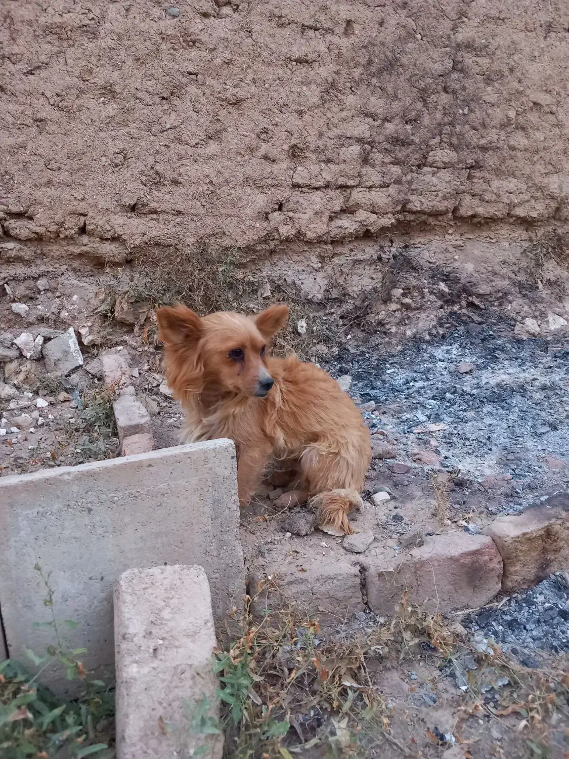 سگ پاکوتاه|سگ|بروجرد, |دیوار