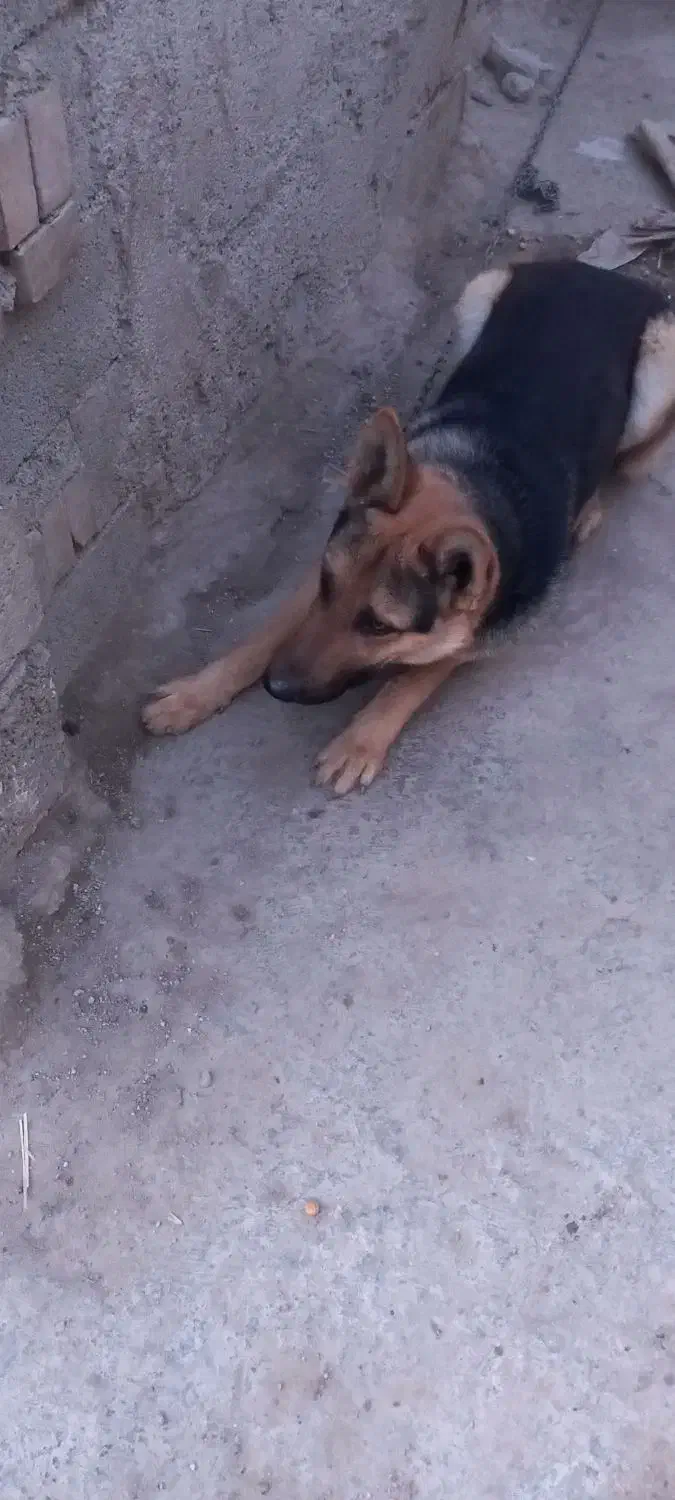 سگ گرگی|سگ|نگین شهر, |دیوار