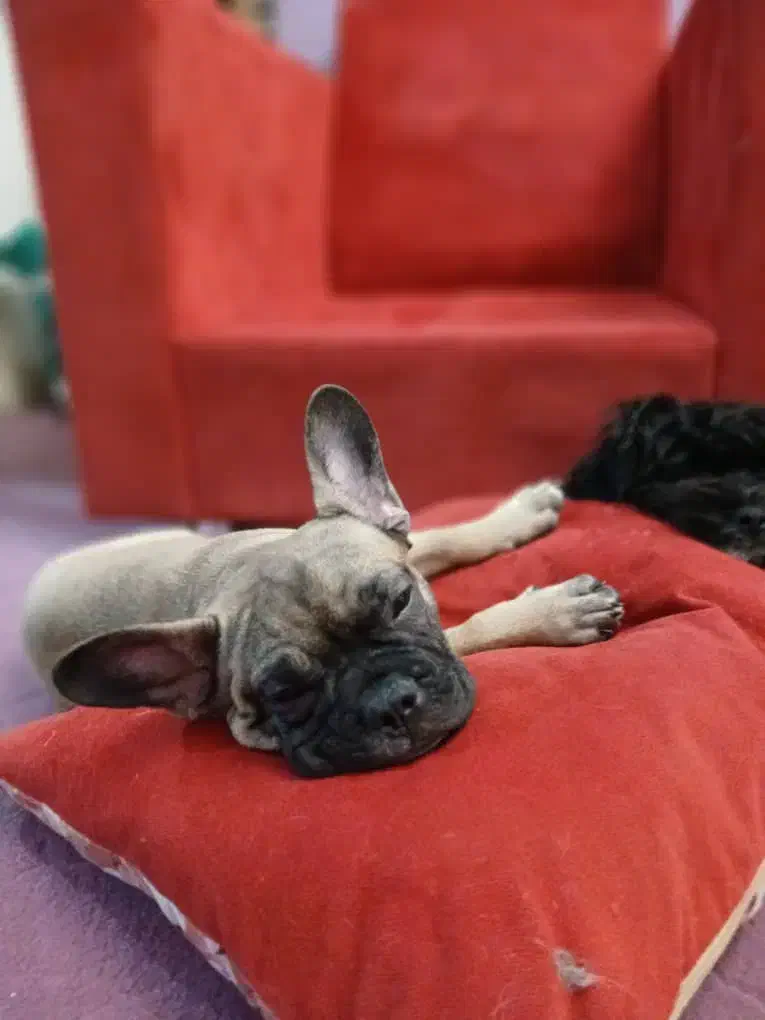 توله سگ فرنچ بولداگ فوری|سگ|تهران, خواجه نظام الملک|دیوار