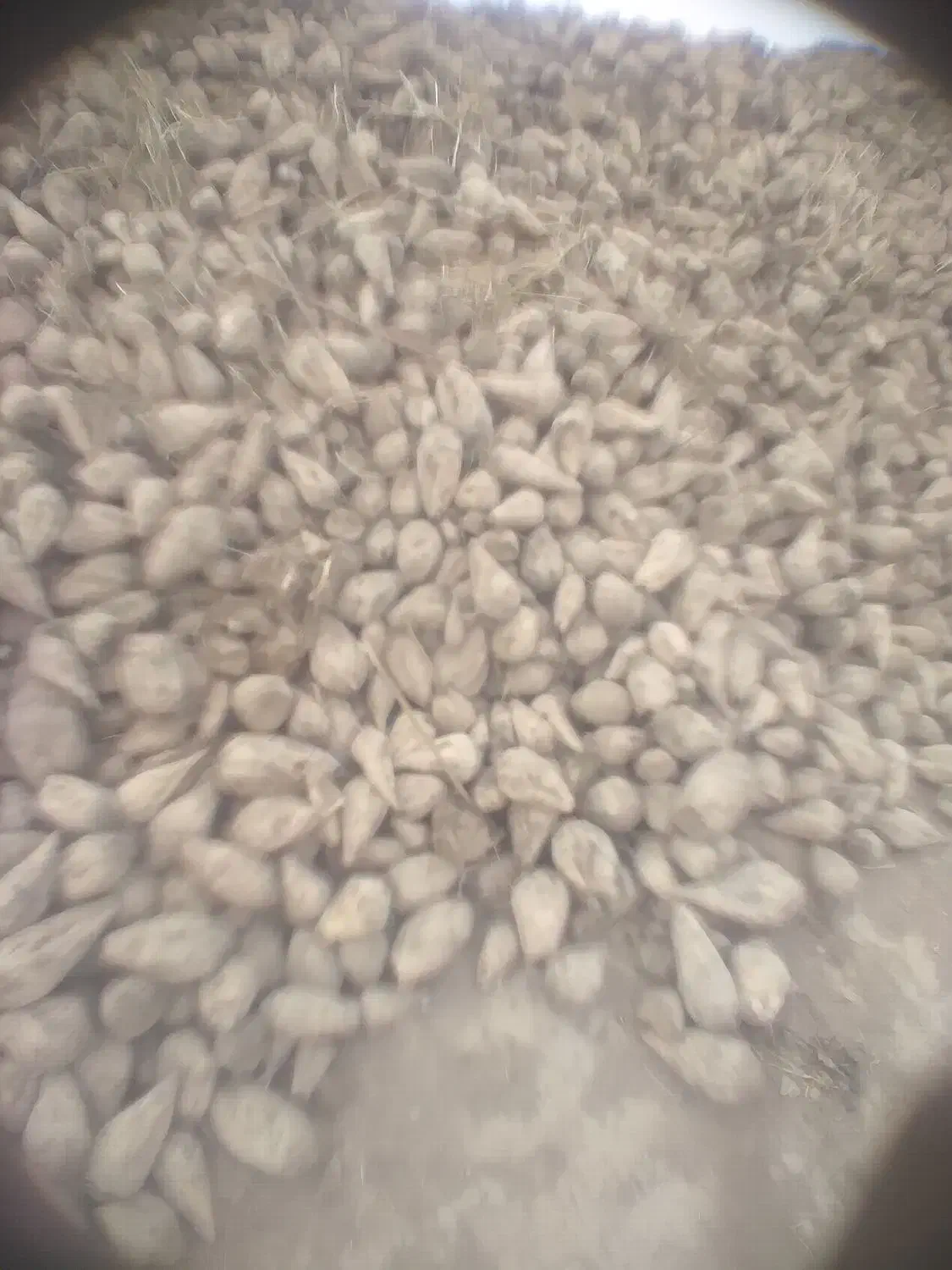 چغندر|خدمات باغبانی و درختکاری|خنداب, |دیوار