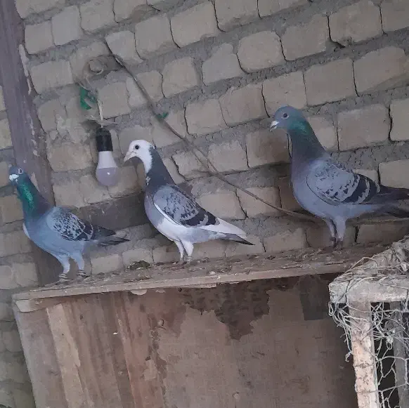 کفتر|پرنده|فاروج, |دیوار