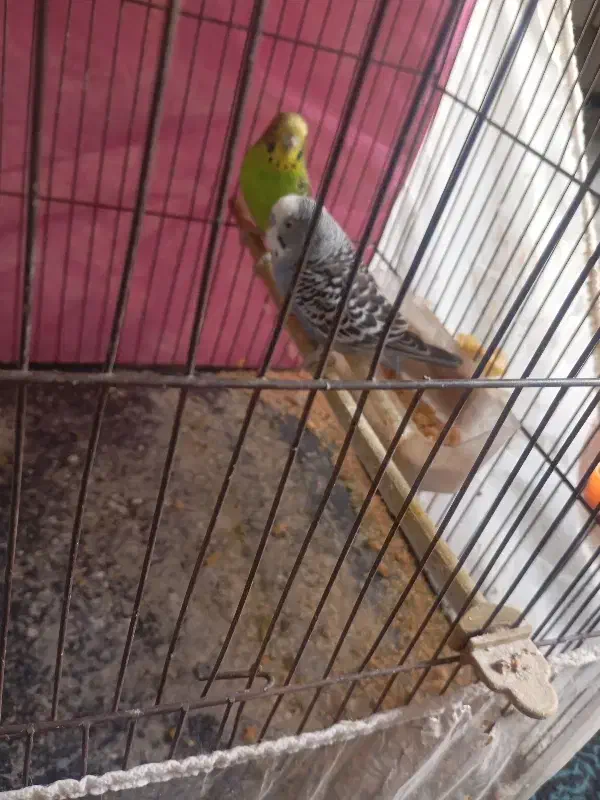 مرغ عشق|پرنده|مشهد, شهید احمدی روشن|دیوار