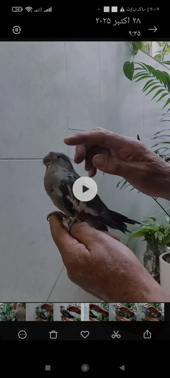 یک جفت عروس هلندی|پرنده|شاهین‌شهر, خانه کارگر|دیوار