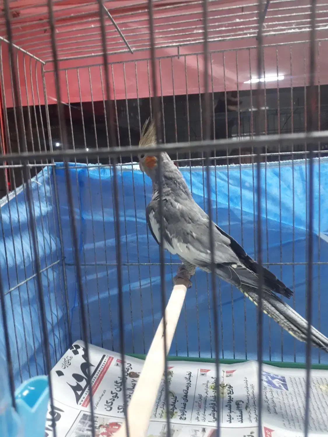 عروس هلندی نر دستی|پرنده|کرج, کرج نو|دیوار