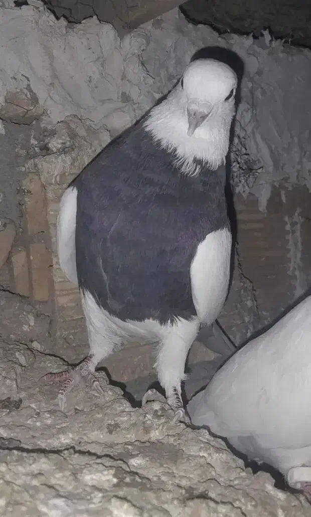 طوقی|پرنده|لاران, |دیوار