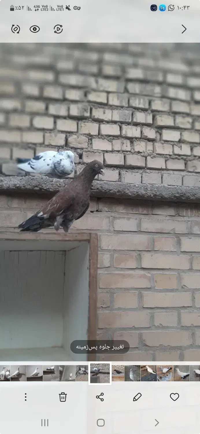 کله تاپ نر مست باخت رفته|پرنده|اهواز, کوی سعدی|دیوار