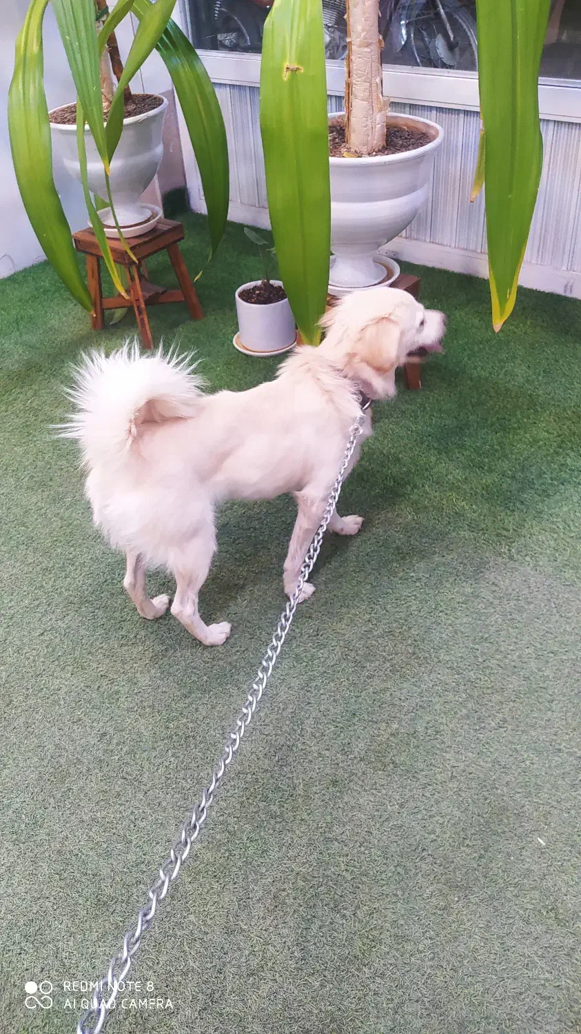 سگ اشپیتز|سگ|کوار, |دیوار