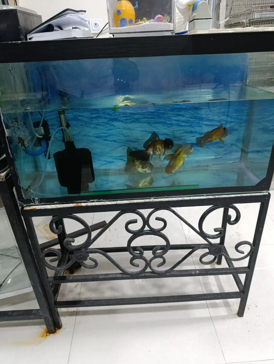 انواع آکواریوم دست دوم ونو وملزومات زیر قیمت بازار|ماهی|بوشهر, |دیوار