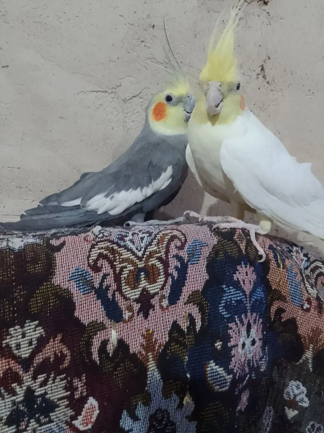 عروس هلندی|پرنده|کبودرآهنگ, |دیوار