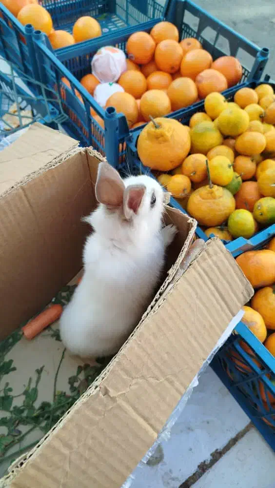 خرگوش سفید|موش و خرگوش|قرچک, شهرک طلائیه|دیوار