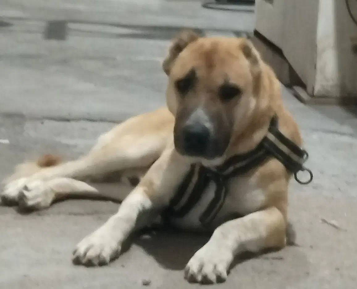 ««سگ»»|سگ|مشهد, بهار|دیوار