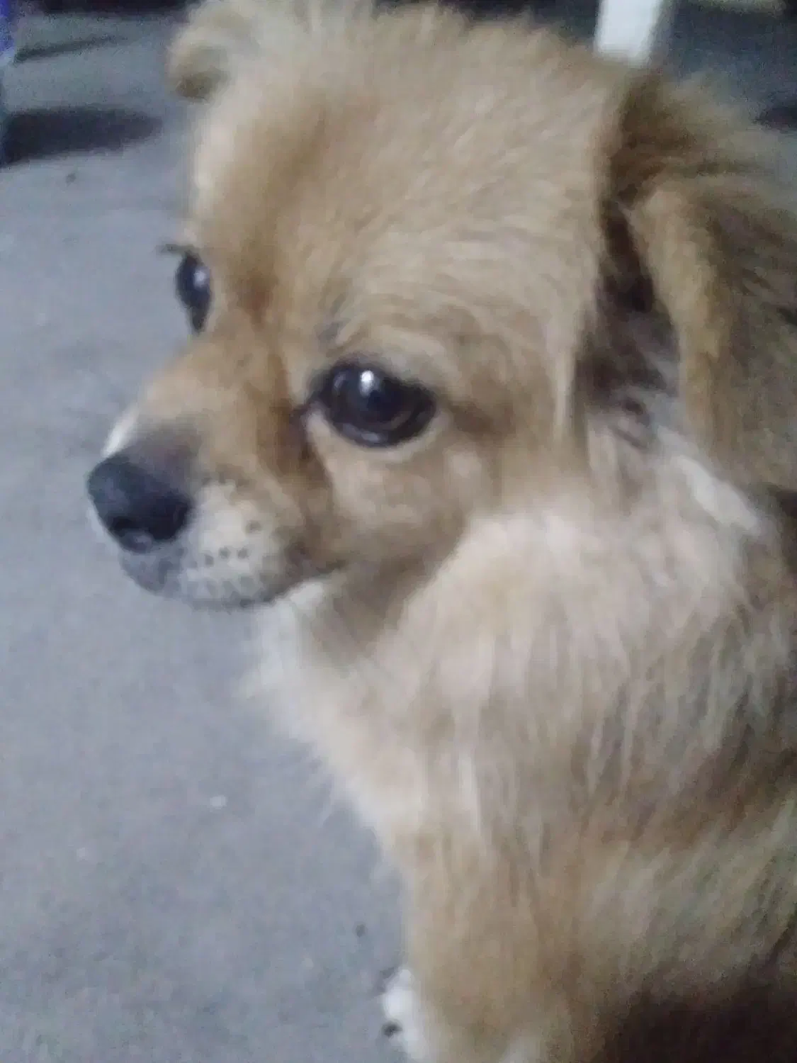 سگ پامرانین ماده|سگ|آمل, |دیوار