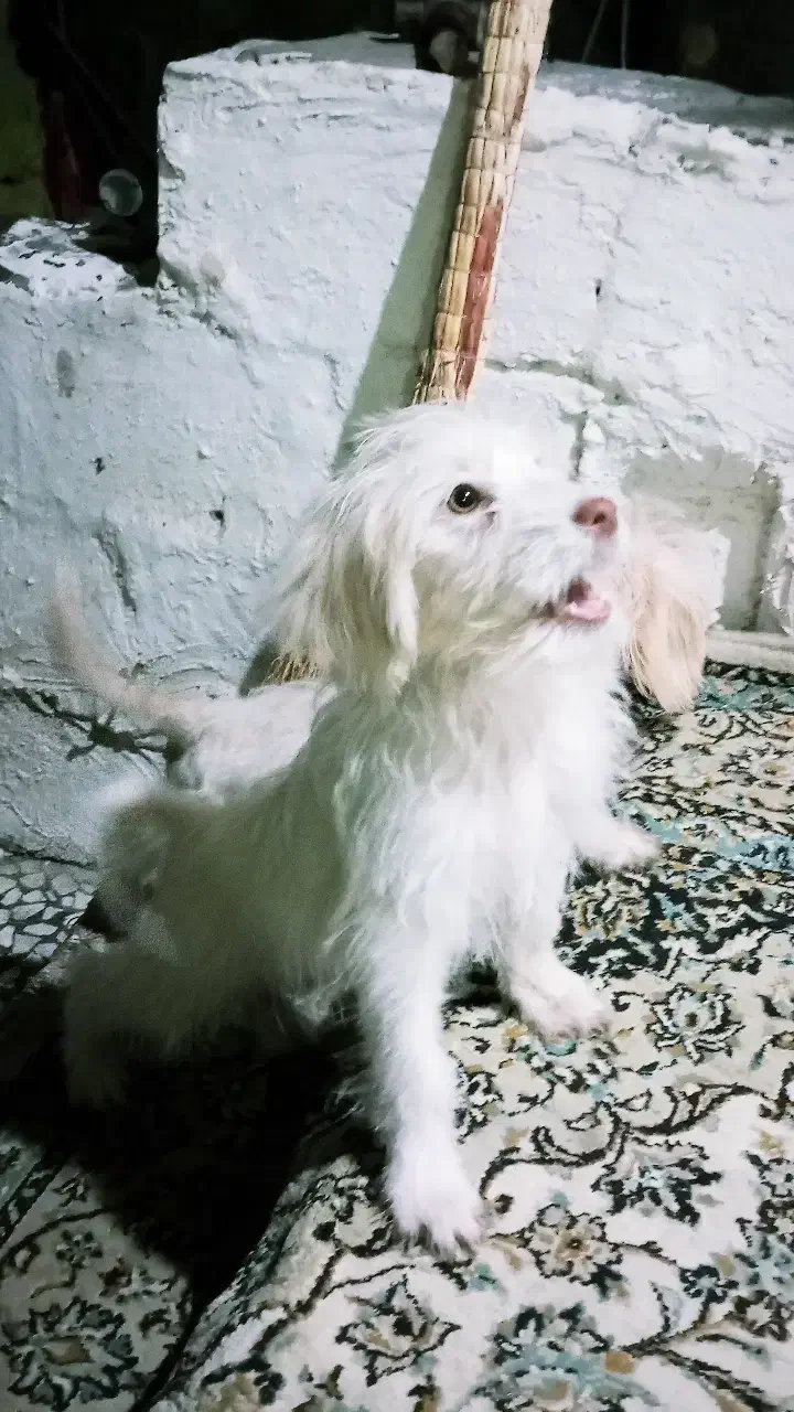 سگ شیتزو|سگ|آستانه اشرفیه, |دیوار