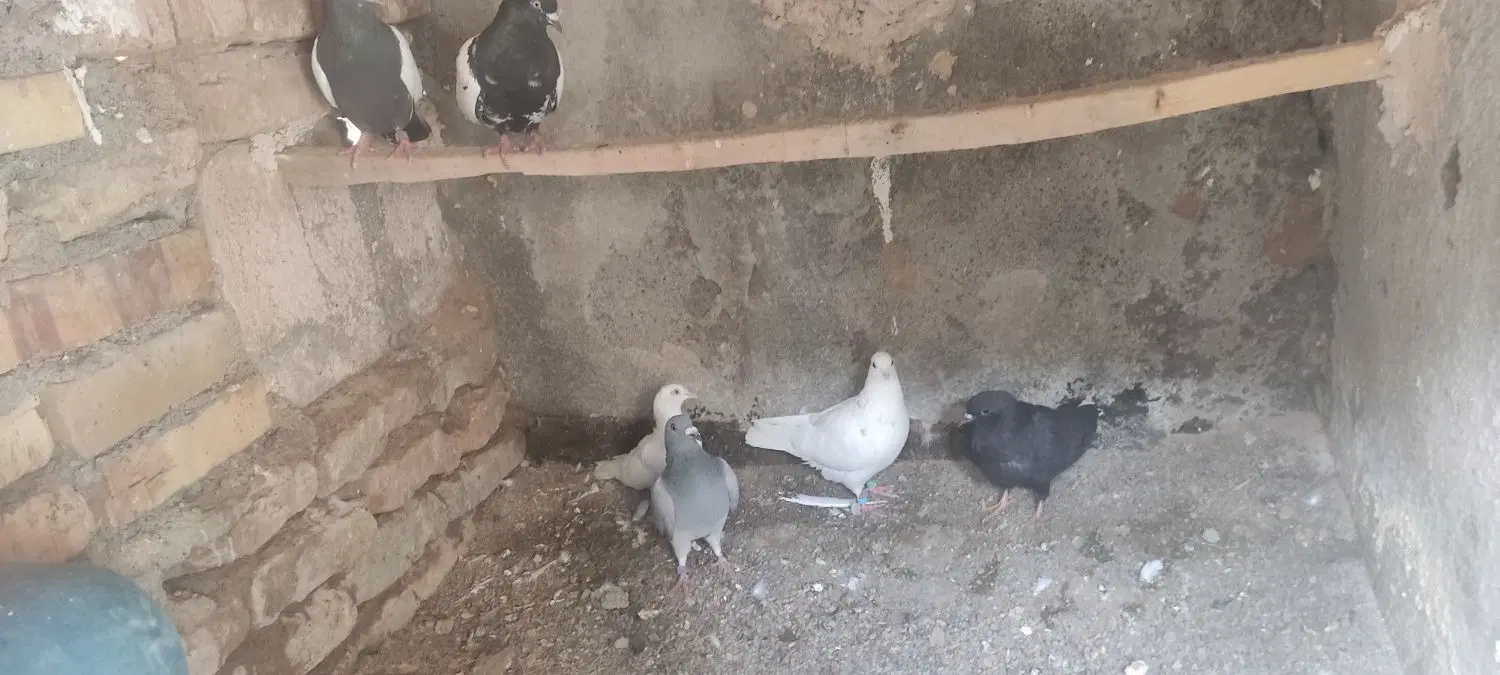 کفتر|پرنده|تربت جام, والفجر|دیوار