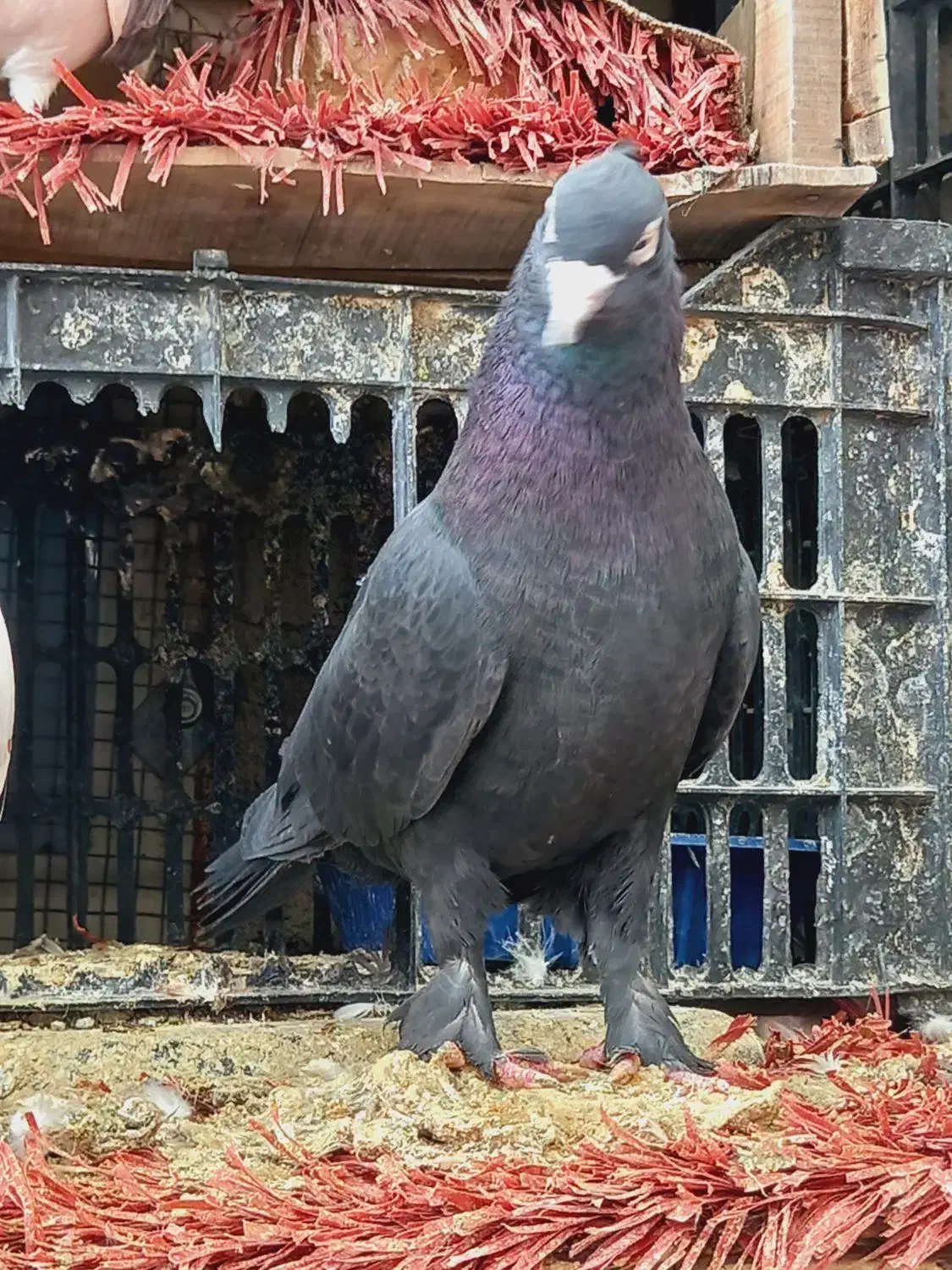 زاغ کاکلی پرشی|پرنده|وحیدیه, |دیوار