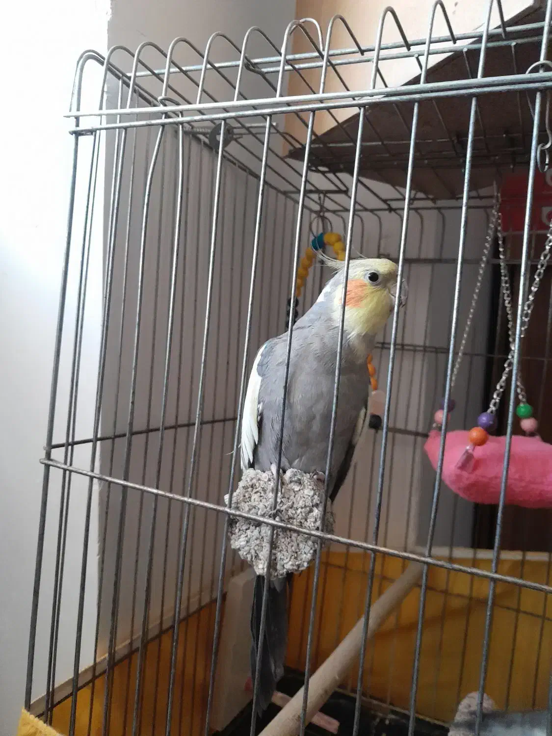 عروس هلندی|پرنده|قم, پردیسان|دیوار