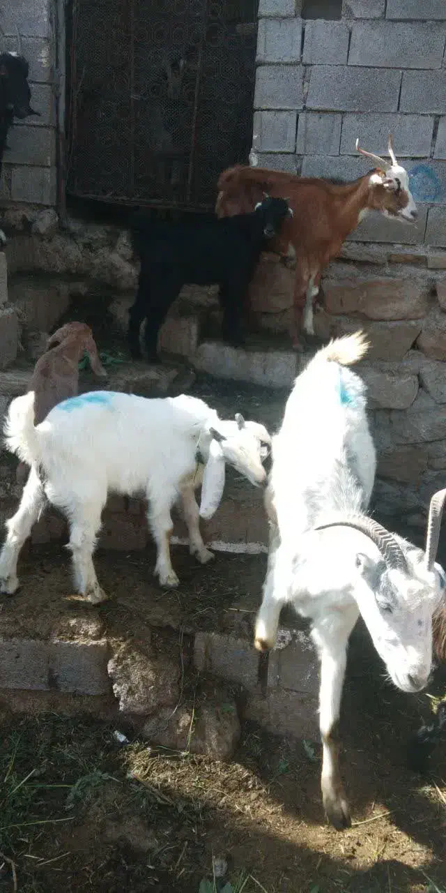 بز و کهره|حیوانات مزرعه|بهبهان, |دیوار