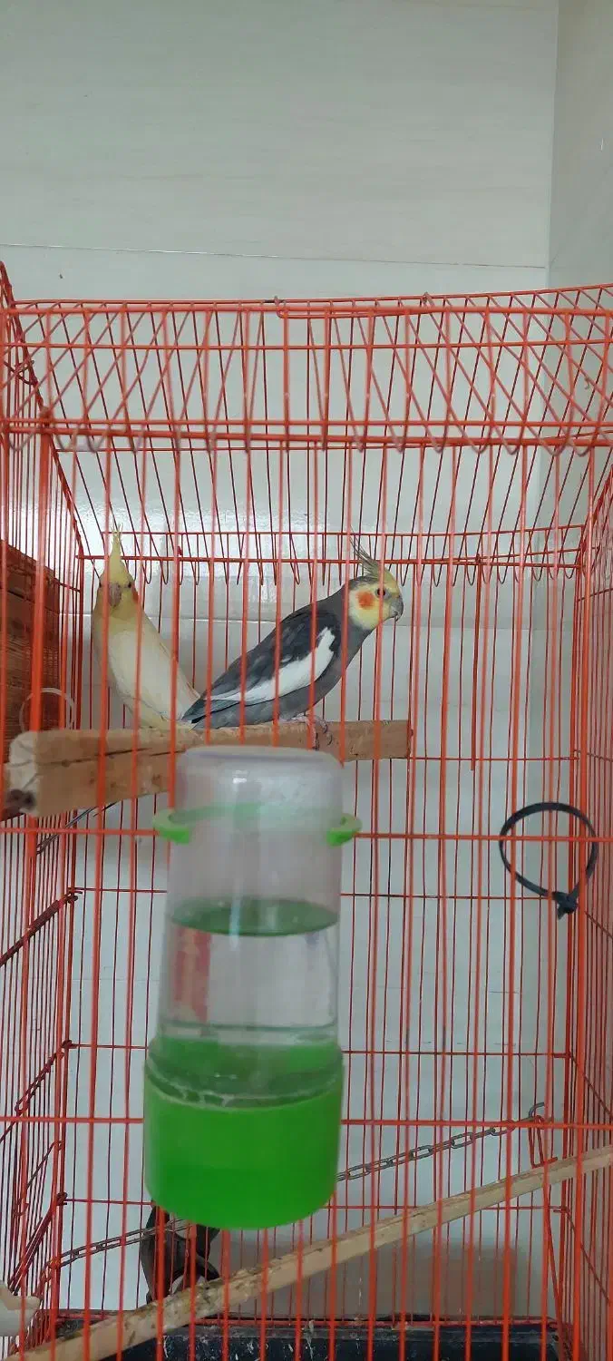 عروس هلندی مولد|پرنده|بندر دیر, |دیوار